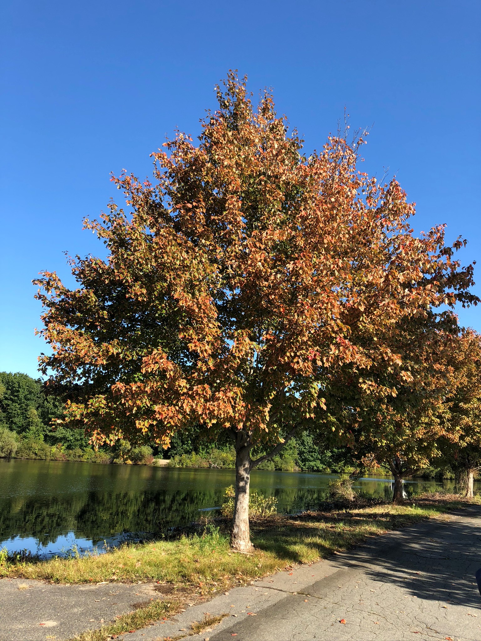 Horn Pond Woburn Massachusetts Fall Tree David Crowley