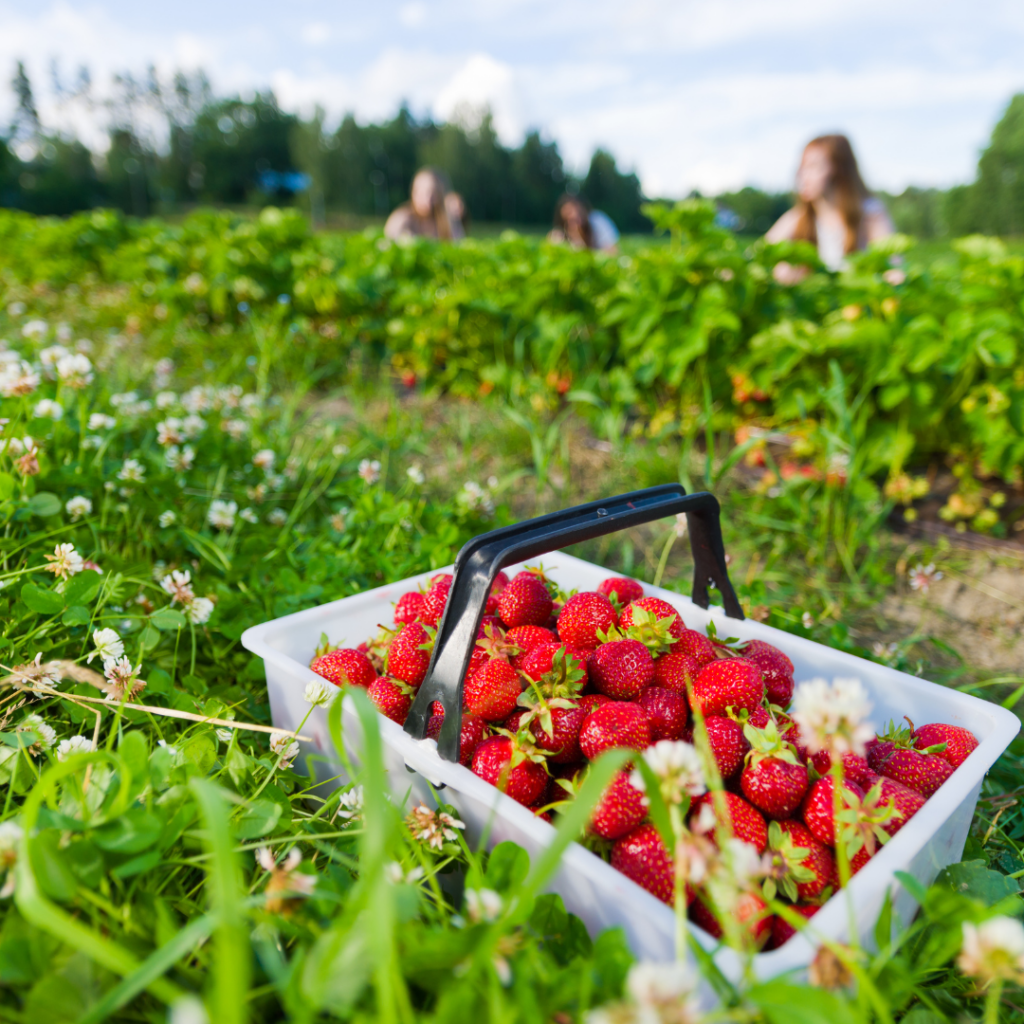 strawberry picking massachusetts