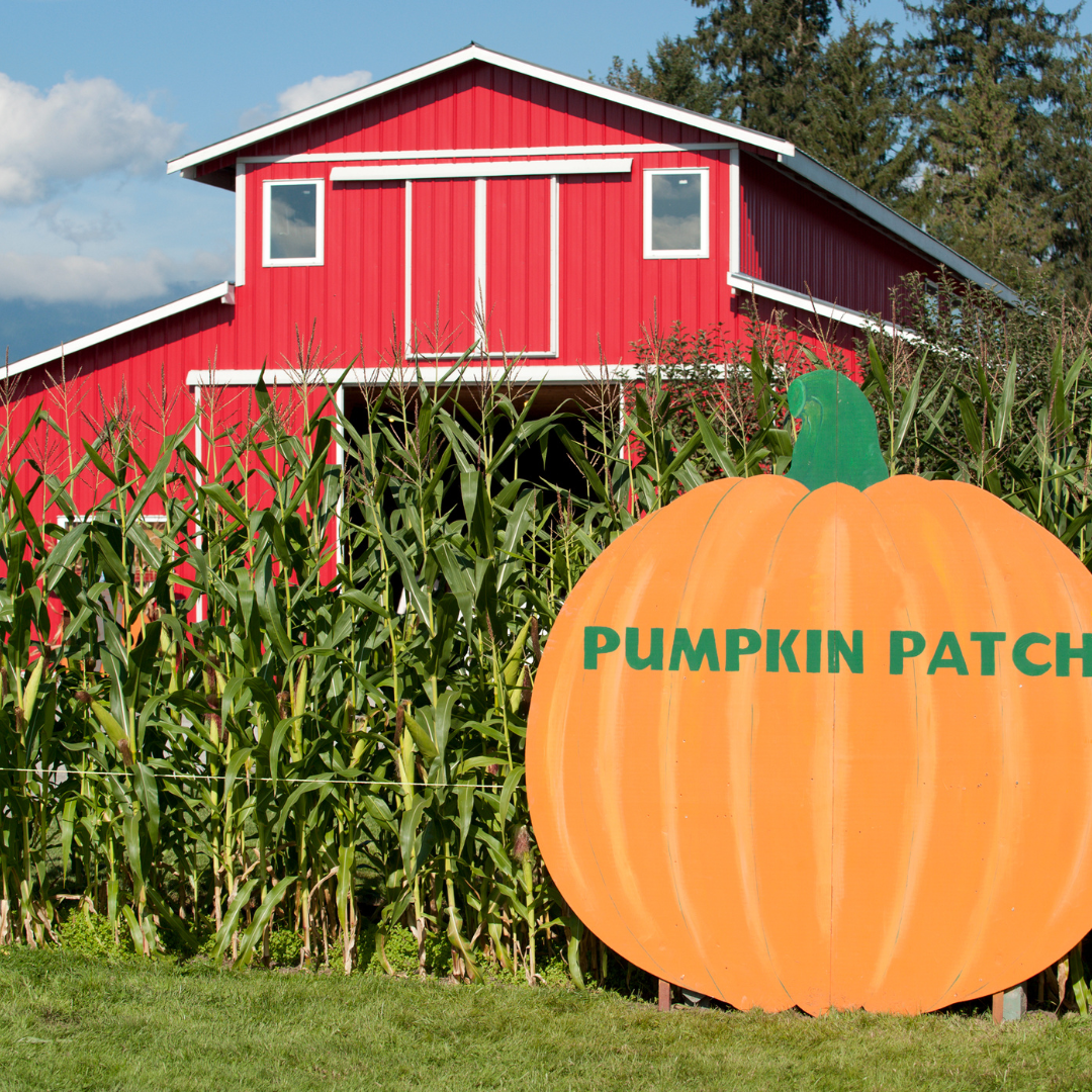 corn maze and pumpkin patch in massachusetts